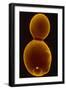 SEM of Budding Yeast-J. Forsdyke-Framed Photographic Print