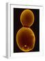 SEM of Budding Yeast-J. Forsdyke-Framed Photographic Print