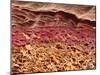 SEM of Section Through Human Skin-Steve Gschmeissner-Mounted Photographic Print