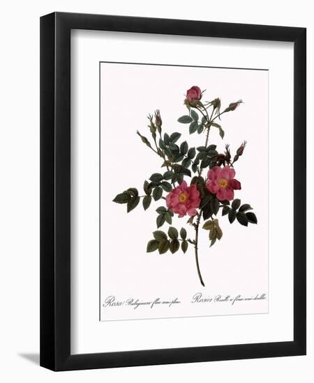 Semi-Double Sweetbriar-Pierre Joseph Redoute-Framed Giclee Print