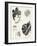 Semi-Edwardian Elaborate Hairstyles Diagram-null-Framed Art Print