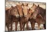 Semi-wild Mongolian horses keeping close in the Mongolian steppes, Mongolia, Central Asia, Asia-Frederic Courbet-Mounted Photographic Print