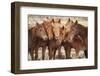 Semi-wild Mongolian horses keeping close in the Mongolian steppes, Mongolia, Central Asia, Asia-Frederic Courbet-Framed Photographic Print