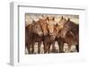 Semi-wild Mongolian horses keeping close in the Mongolian steppes, Mongolia, Central Asia, Asia-Frederic Courbet-Framed Photographic Print