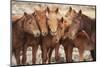 Semi-wild Mongolian horses keeping close in the Mongolian steppes, Mongolia, Central Asia, Asia-Frederic Courbet-Mounted Photographic Print