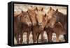 Semi-wild Mongolian horses keeping close in the Mongolian steppes, Mongolia, Central Asia, Asia-Frederic Courbet-Framed Stretched Canvas