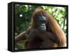 Semi-Wild Orang Utan-Annie Owen-Framed Stretched Canvas