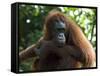 Semi-Wild Orang Utan-Annie Owen-Framed Stretched Canvas