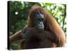 Semi-Wild Orang Utan-Annie Owen-Stretched Canvas