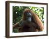 Semi-Wild Orang Utan-Annie Owen-Framed Photographic Print