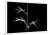 Semiarundinaria Kagamiana (Bamboo)-Paul Starosta-Framed Photographic Print