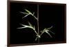 Semiarundinaria Kagamiana (Bamboo)-Paul Starosta-Framed Photographic Print