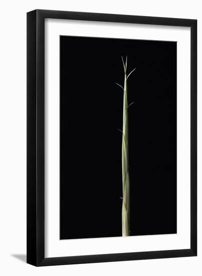 Semiarundinaria Yashadake F. Kimmei (Kimmei Bamboo) - Shoot-Paul Starosta-Framed Photographic Print