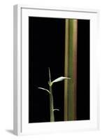 Semiarundinaria Yashadake F. Kimmei (Kimmei Bamboo) - Young Culm-Paul Starosta-Framed Photographic Print