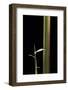Semiarundinaria Yashadake F. Kimmei (Kimmei Bamboo) - Young Culm-Paul Starosta-Framed Photographic Print