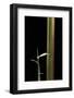 Semiarundinaria Yashadake F. Kimmei (Kimmei Bamboo) - Young Culm-Paul Starosta-Framed Photographic Print