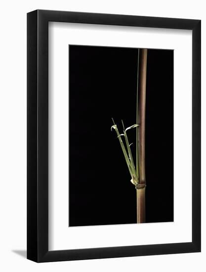 Semiarundinaria Yashadake F. Kimmei (Kimmei Bamboo) - Young Culm-Paul Starosta-Framed Photographic Print