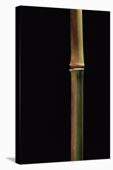 Semiarundinaria Yashadake F. Kimmei (Kimmei Bamboo)-Paul Starosta-Stretched Canvas