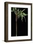 Semiarundinaria Yashadake F. Kimmei (Kimmei Bamboo)-Paul Starosta-Framed Photographic Print