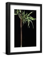 Semiarundinaria Yashadake F. Kimmei (Kimmei Bamboo)-Paul Starosta-Framed Photographic Print