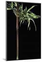 Semiarundinaria Yashadake F. Kimmei (Kimmei Bamboo)-Paul Starosta-Mounted Photographic Print