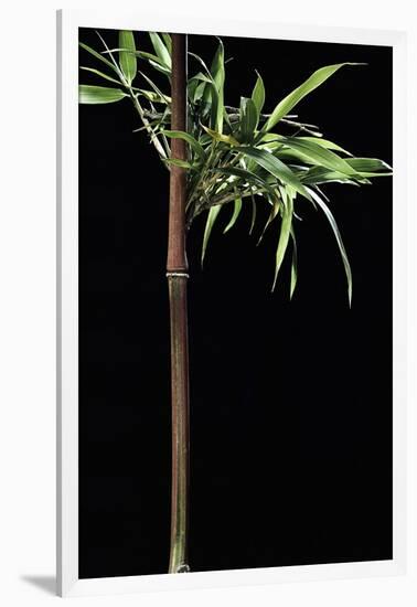 Semiarundinaria Yashadake F. Kimmei (Kimmei Bamboo)-Paul Starosta-Framed Photographic Print