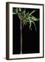 Semiarundinaria Yashadake F. Kimmei (Kimmei Bamboo)-Paul Starosta-Framed Photographic Print