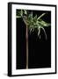 Semiarundinaria Yashadake F. Kimmei (Kimmei Bamboo)-Paul Starosta-Framed Photographic Print