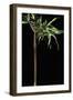 Semiarundinaria Yashadake F. Kimmei (Kimmei Bamboo)-Paul Starosta-Framed Photographic Print