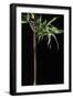 Semiarundinaria Yashadake F. Kimmei (Kimmei Bamboo)-Paul Starosta-Framed Photographic Print