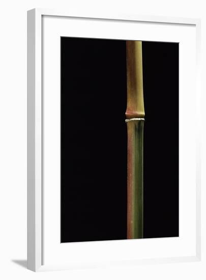Semiarundinaria Yashadake F. Kimmei (Kimmei Bamboo)-Paul Starosta-Framed Photographic Print