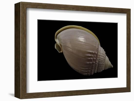 Semicassis Semigranosum-Paul Starosta-Framed Photographic Print