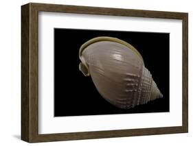 Semicassis Semigranosum-Paul Starosta-Framed Photographic Print