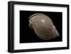 Semicassis Semigranosum-Paul Starosta-Framed Photographic Print