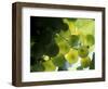 Semillion Grape Cluster in Veraison, Seven Hills Vineyard, Umatilla County, Oregon, USA-Brent Bergherm-Framed Photographic Print