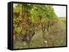 Semillon Grapes with Noble Rot on Vines, Chateau d'Yquem, Sauternes, Bordeaux, Gironde, France-Per Karlsson-Framed Stretched Canvas