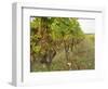 Semillon Grapes with Noble Rot on Vines, Chateau d'Yquem, Sauternes, Bordeaux, Gironde, France-Per Karlsson-Framed Photographic Print