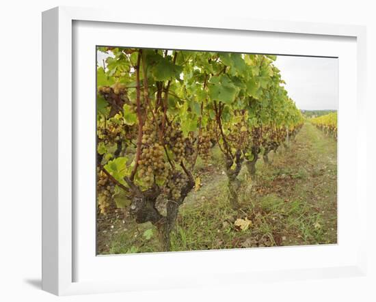 Semillon Grapes with Noble Rot on Vines, Chateau d'Yquem, Sauternes, Bordeaux, Gironde, France-Per Karlsson-Framed Photographic Print