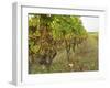 Semillon Grapes with Noble Rot on Vines, Chateau d'Yquem, Sauternes, Bordeaux, Gironde, France-Per Karlsson-Framed Photographic Print