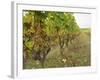 Semillon Grapes with Noble Rot on Vines, Chateau d'Yquem, Sauternes, Bordeaux, Gironde, France-Per Karlsson-Framed Photographic Print