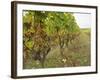 Semillon Grapes with Noble Rot on Vines, Chateau d'Yquem, Sauternes, Bordeaux, Gironde, France-Per Karlsson-Framed Photographic Print