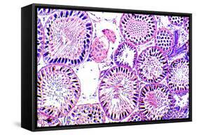 Seminiferous Tubules-Dr. Keith Wheeler-Framed Stretched Canvas