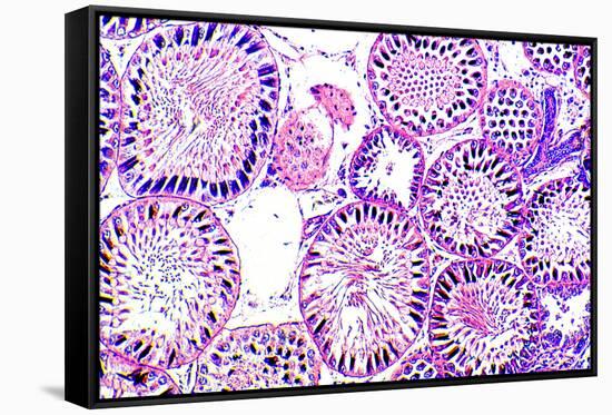 Seminiferous Tubules-Dr. Keith Wheeler-Framed Stretched Canvas