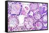 Seminiferous Tubules-Dr. Keith Wheeler-Framed Stretched Canvas