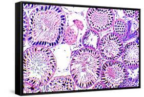 Seminiferous Tubules-Dr. Keith Wheeler-Framed Stretched Canvas