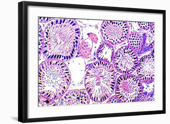 Seminiferous Tubules-Dr. Keith Wheeler-Framed Premium Photographic Print