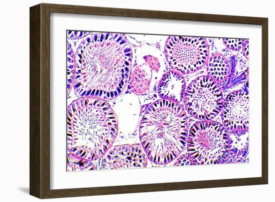 Seminiferous Tubules-Dr. Keith Wheeler-Framed Photographic Print