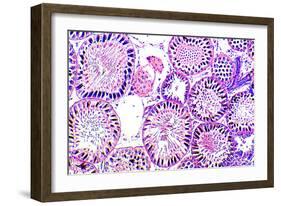 Seminiferous Tubules-Dr. Keith Wheeler-Framed Photographic Print