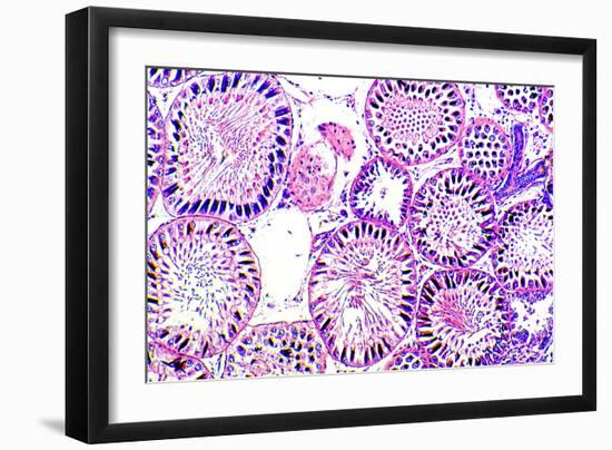 Seminiferous Tubules-Dr. Keith Wheeler-Framed Photographic Print