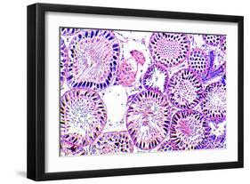 Seminiferous Tubules-Dr. Keith Wheeler-Framed Photographic Print